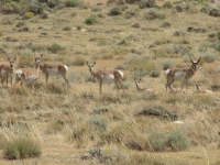 Antelope